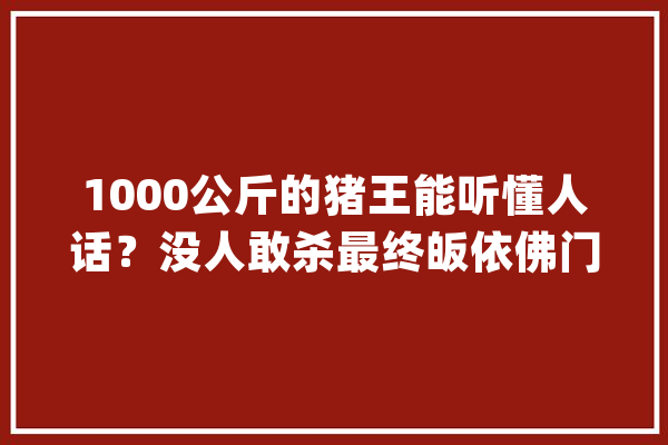 1000公斤的猪王能听懂人话？没人敢杀最终皈依佛门_老夫_这头 计算机