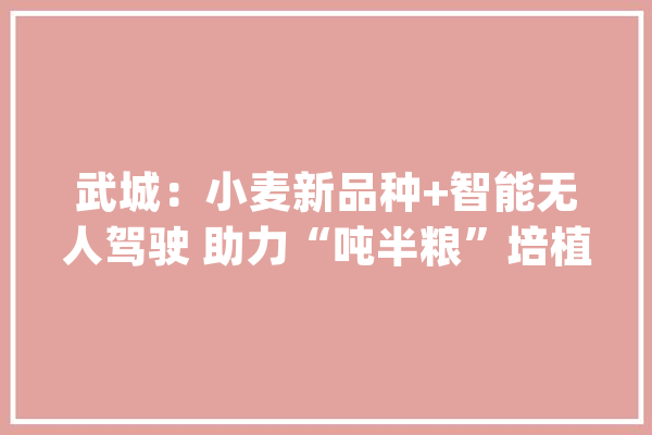 武城：小麦新品种+智能无人驾驶 助力“吨半粮”培植_武城县_武城 云服务