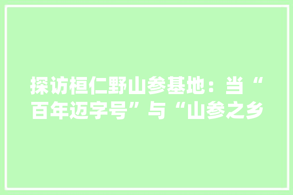 探访桓仁野山参基地：当“百年迈字号”与“山参之乡”世纪联袂_野山参_基地