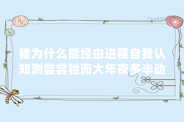 猪为什么能经由进程自我认知测尝尝验而大年夜多半动物都弗成！_镜子_食物