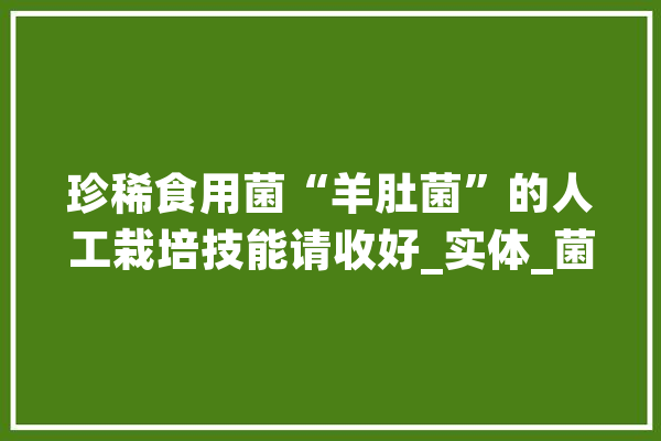 珍稀食用菌“羊肚菌”的人工栽培技能请收好_实体_菌丝