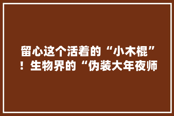 留心这个活着的“小木棍”！生物界的“伪装大年夜师”到底有多厉害？_幼虫_成虫 文字写作