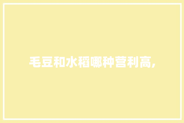 毛豆和水稻哪种营利高,