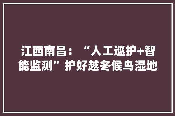 江西南昌：“人工巡护+智能监测”护好越冬候鸟湿地_湿地_候鸟