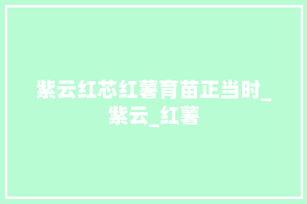 紫云红芯红薯育苗正当时_紫云_红薯 科技快讯