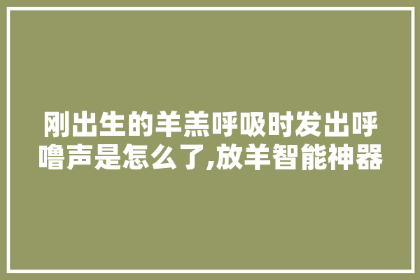 刚出生的羊羔呼吸时发出呼噜声是怎么了,放羊智能神器
