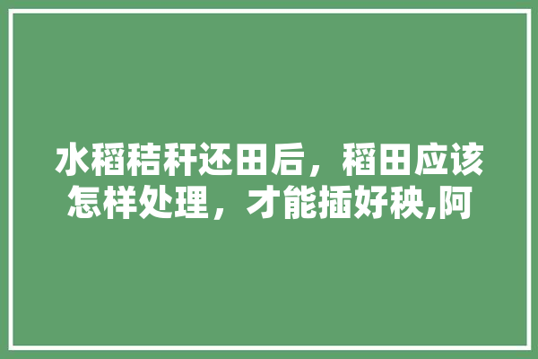 水稻秸秆还田后，稻田应该怎样处理，才能插好秧,阿金人工智能怎么样