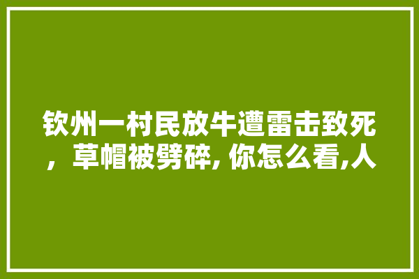 钦州一村民放牛遭雷击致死，草帽被劈碎, 你怎么看,人工智能帽子