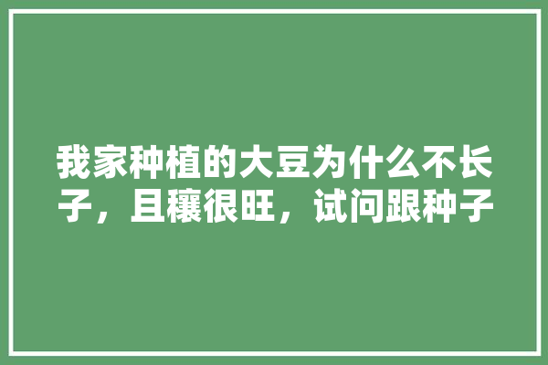 我家种植的大豆为什么不长子，且穰很旺，试问跟种子有关吗,人工智能 长沙