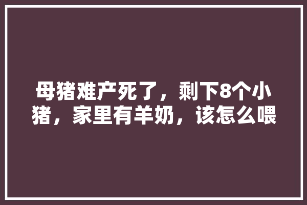 母猪难产死了，剩下8个小猪，家里有羊奶，该怎么喂养呢,人工智能 阿莎