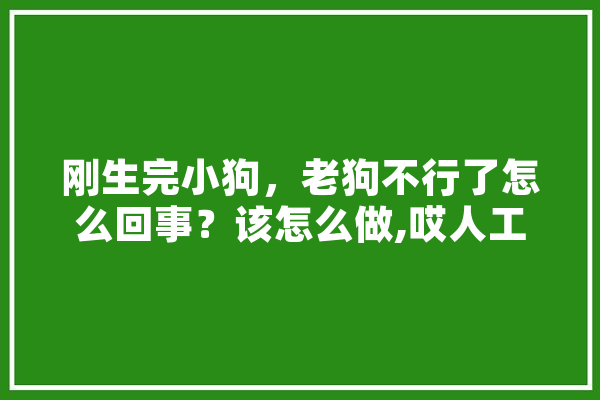 刚生完小狗，老狗不行了怎么回事？该怎么做,哎人工智能 绘影字幕
