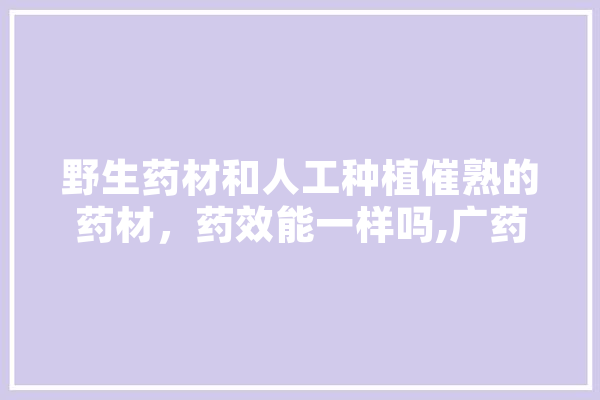 野生药材和人工种植催熟的药材，药效能一样吗,广药人工智能研究生 绘影字幕