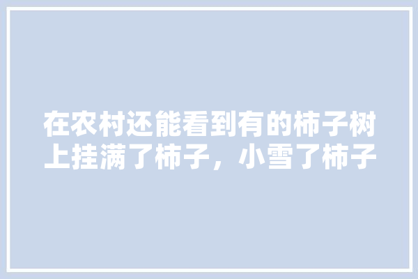 在农村还能看到有的柿子树上挂满了柿子，小雪了柿子不怕冻吗,人工智能小可 智能助手