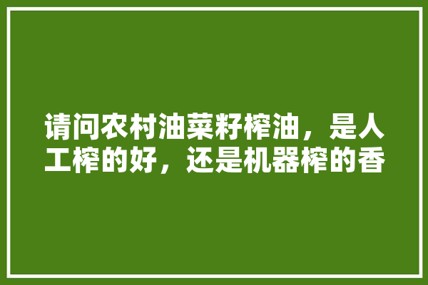 请问农村油菜籽榨油，是人工榨的好，还是机器榨的香,小王人工智能祖籍是哪里人 云服务