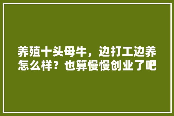 养殖十头母牛，边打工边养怎么样？也算慢慢创业了吧,老马人工智能怎么样