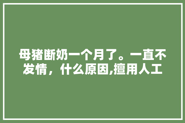 母猪断奶一个月了。一直不发情，什么原因,擅用人工智能作文议论文怎么写