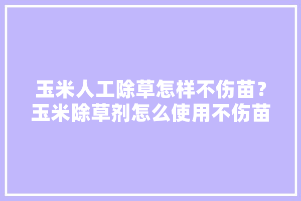 玉米人工除草怎样不伤苗？玉米除草剂怎么使用不伤苗呢,人工智能正高级工程师
