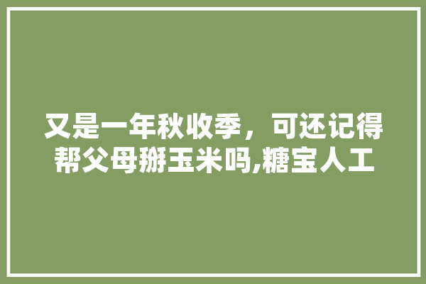 又是一年秋收季，可还记得帮父母掰玉米吗,糖宝人工智能怎么样