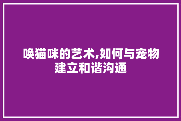 唤猫咪的艺术,如何与宠物建立和谐沟通