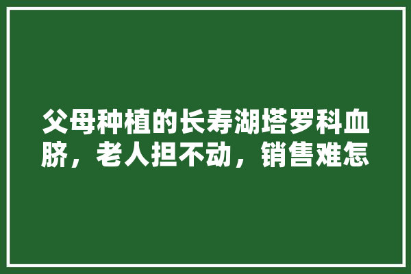 父母种植的长寿湖塔罗科血脐，老人担不动，销售难怎么办,人工智能塔罗牌 AI快讯