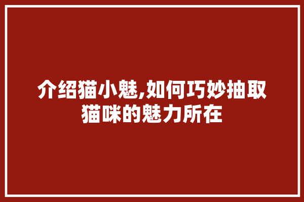 介绍猫小魅,如何巧妙抽取猫咪的魅力所在