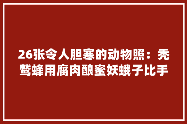 26张令人胆寒的动物照：秃鹫蜂用腐肉酿蜜妖蛾子比手掌还大年夜_一只_蜜蜂 智能助手