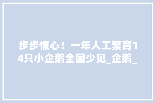 步步惊心！一年人工繁育14只小企鹅全国少见_企鹅_小企鹅