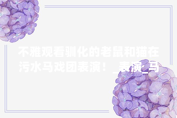 不雅观看驯化的老鼠和猫在污水马戏团表演！_表演_马戏团